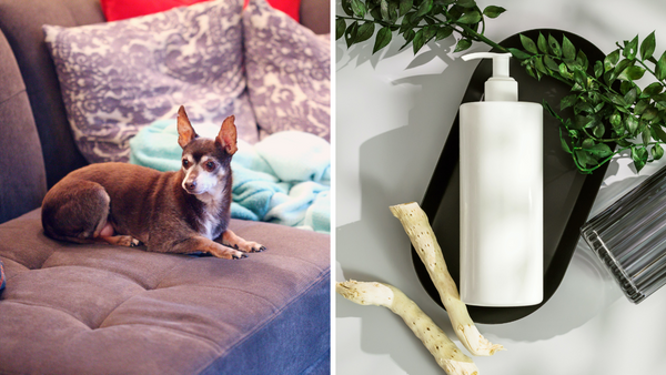7 Best Shampoo For Chihuahua - For Healthy  Scalp And Hair!