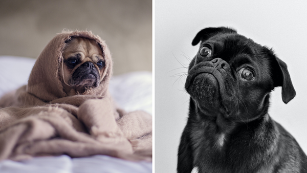 7 Best Shampoo For Pugs - For Healthier Fur And Scalp!