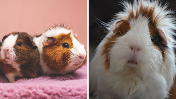The 5 Best Shampoo For Guinea Pigs For A Squeaky Clean Bath!